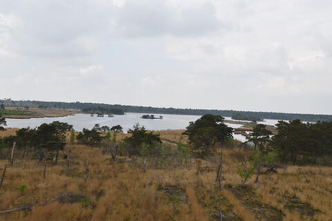 Geduvel op de Heide