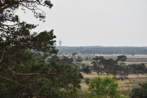 Geduvel op de Heide