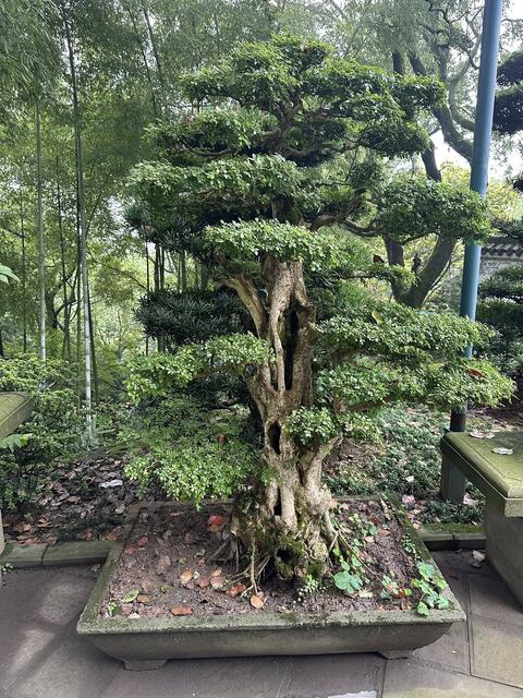 Chongqing