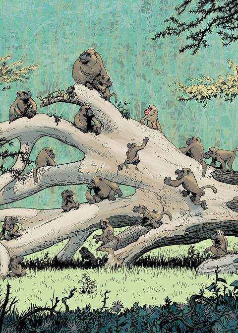 Baboon!