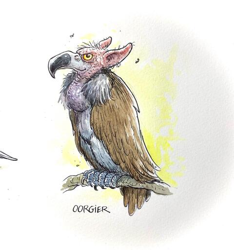 Vreemde Vogels